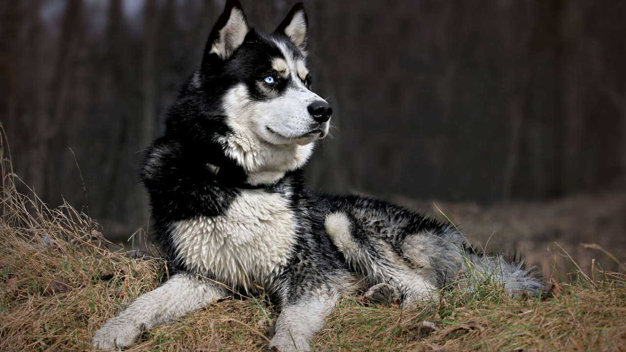 Обои Себирская Хаски, аляскинский маламут, пес, собака породы, Сахалинская хаски в разрешении 1280x720