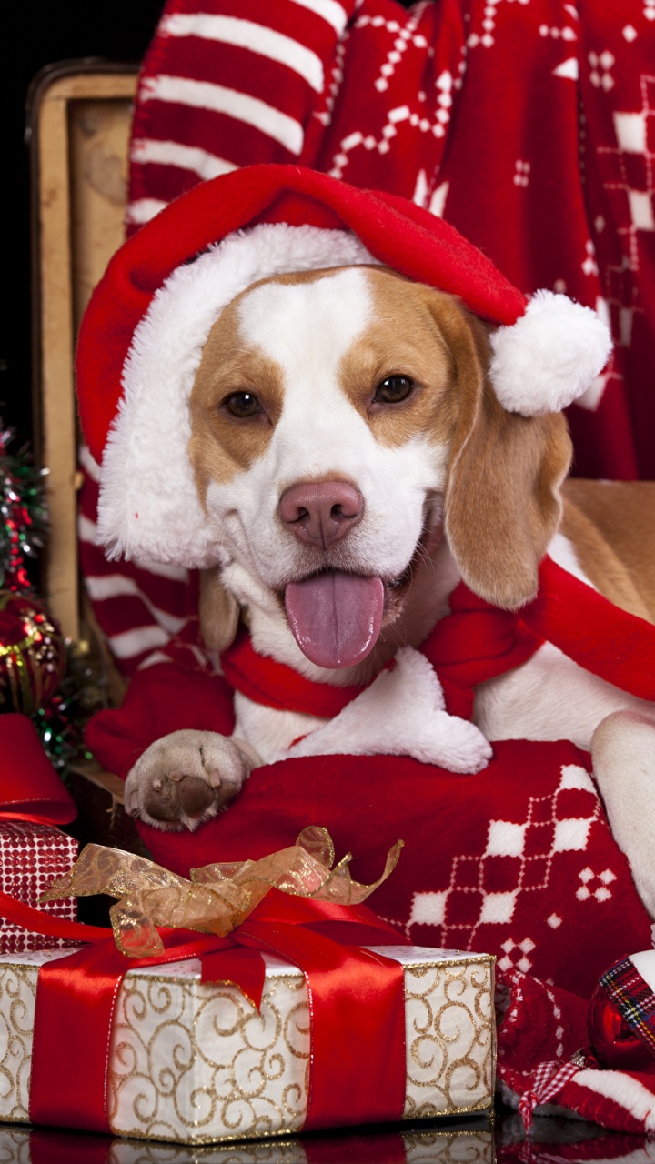 Обои бигль, щенок, такса, Рождественский день, пес в разрешении 720x1280