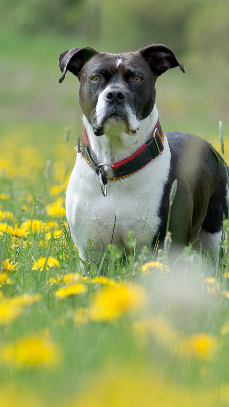Обои собачий ошейник, собака породы, луг, растение, привлекательность в разрешении 750x1334