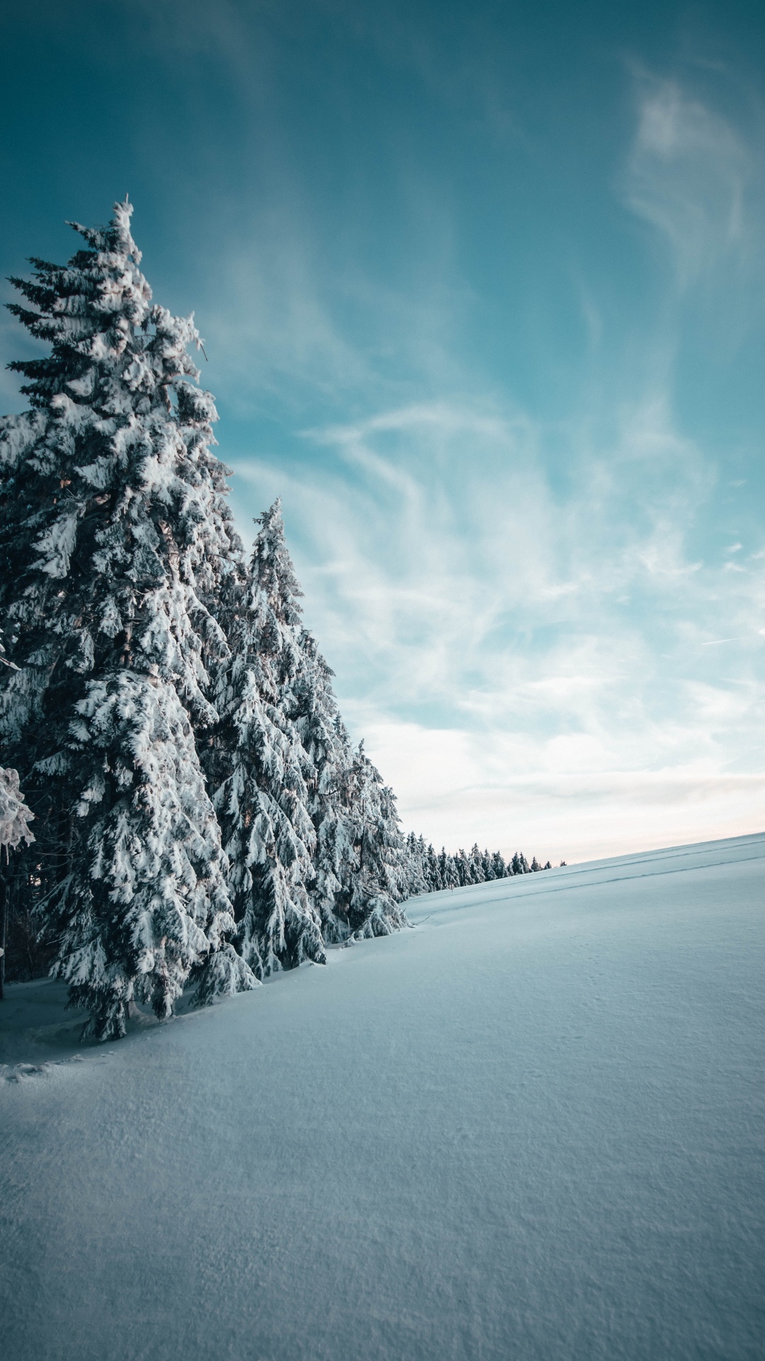 Обои зима, снег, дерево, природный ландшафт, синий в разрешении 1080x1920