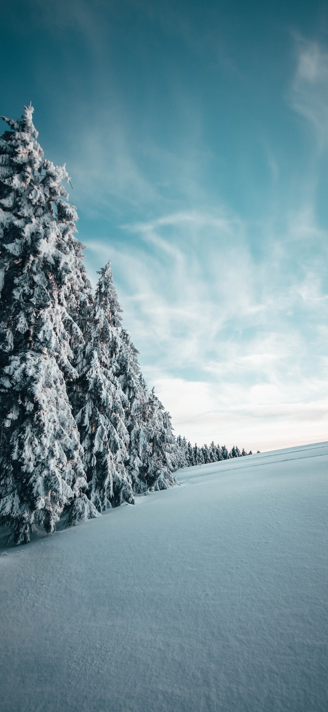 Обои зима, снег, дерево, природный ландшафт, синий в разрешении 1125x2436