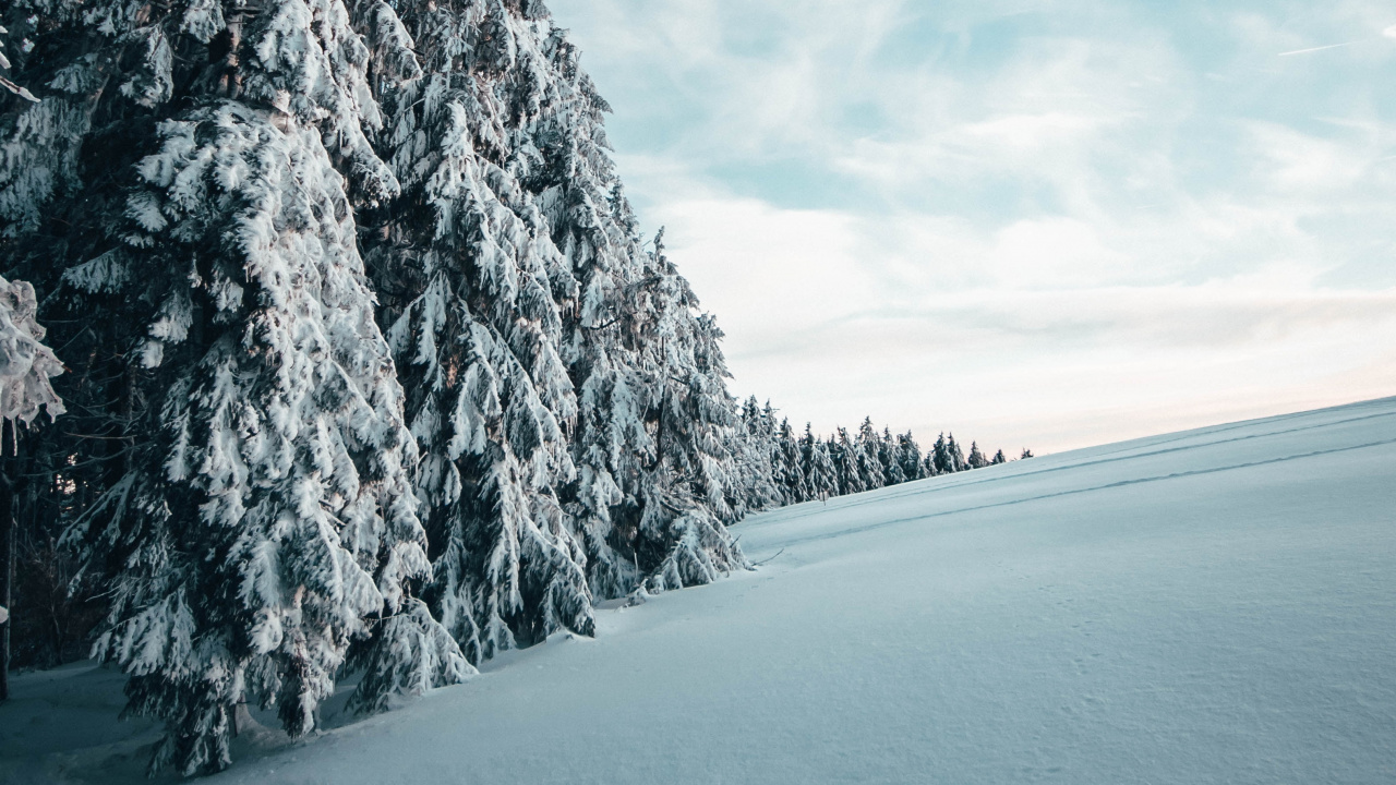 Обои зима, снег, дерево, природный ландшафт, синий в разрешении 1280x720