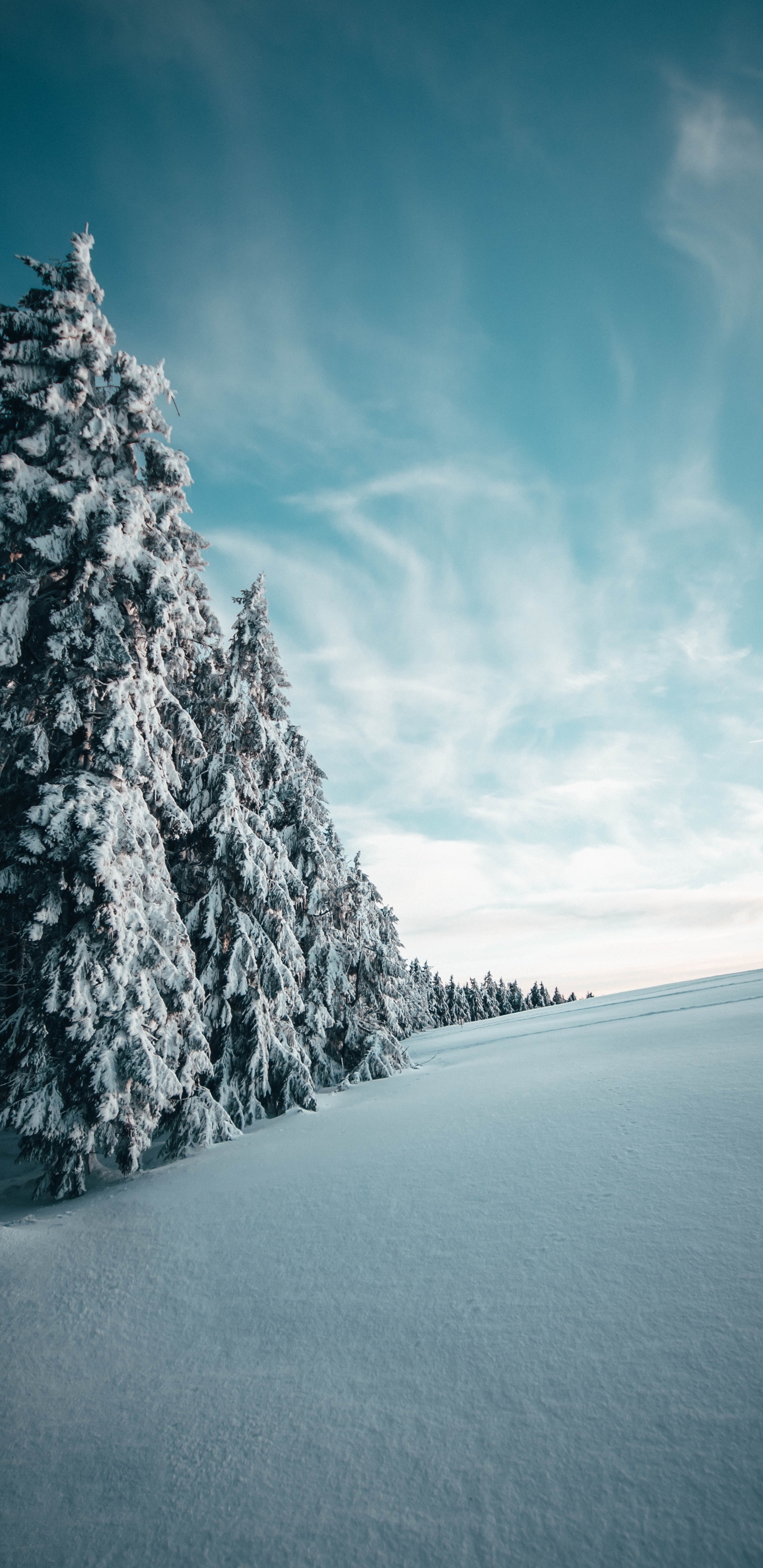 Обои зима, снег, дерево, природный ландшафт, синий в разрешении 1440x2960