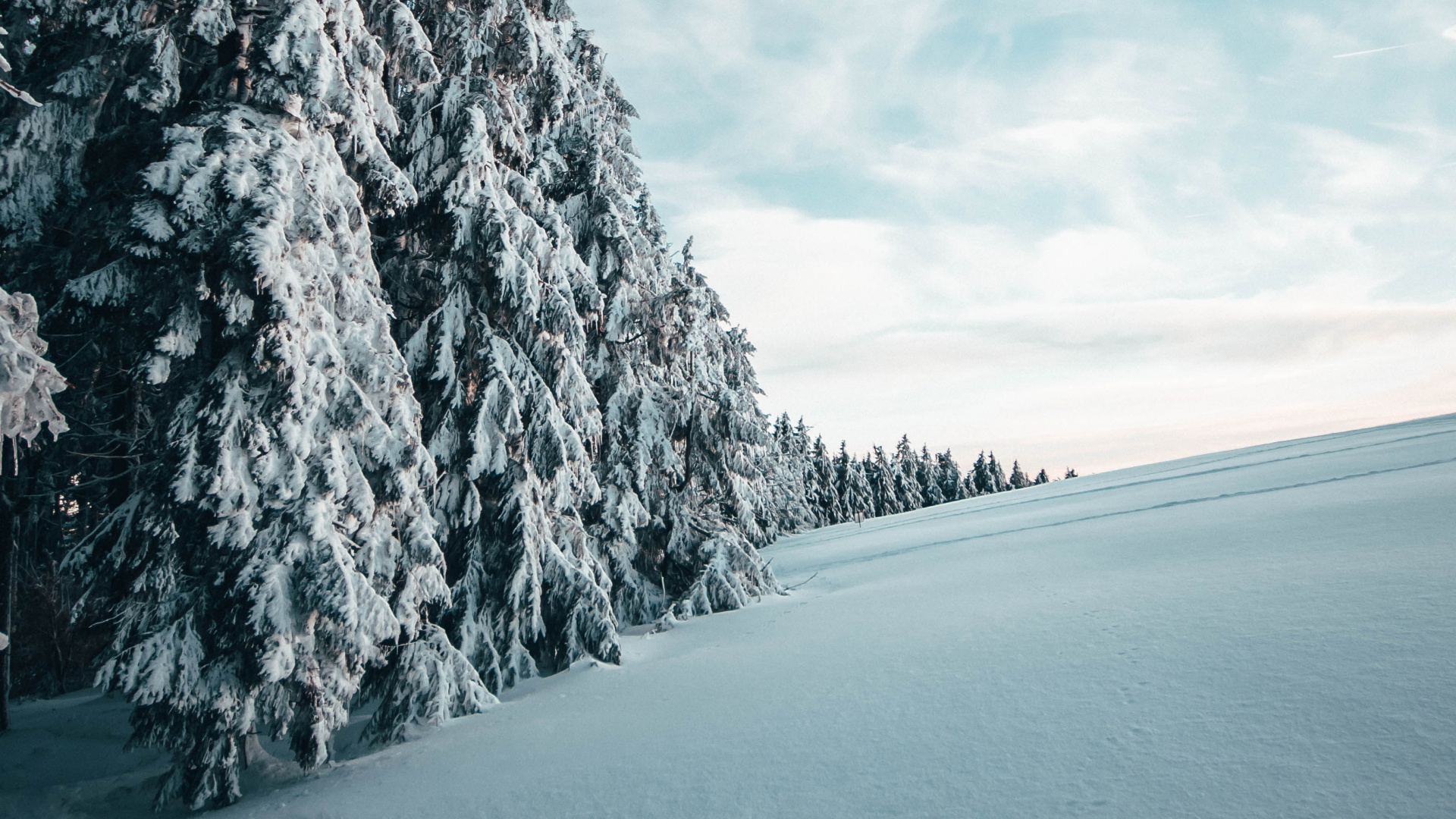 Обои зима, снег, дерево, природный ландшафт, синий в разрешении 1920x1080