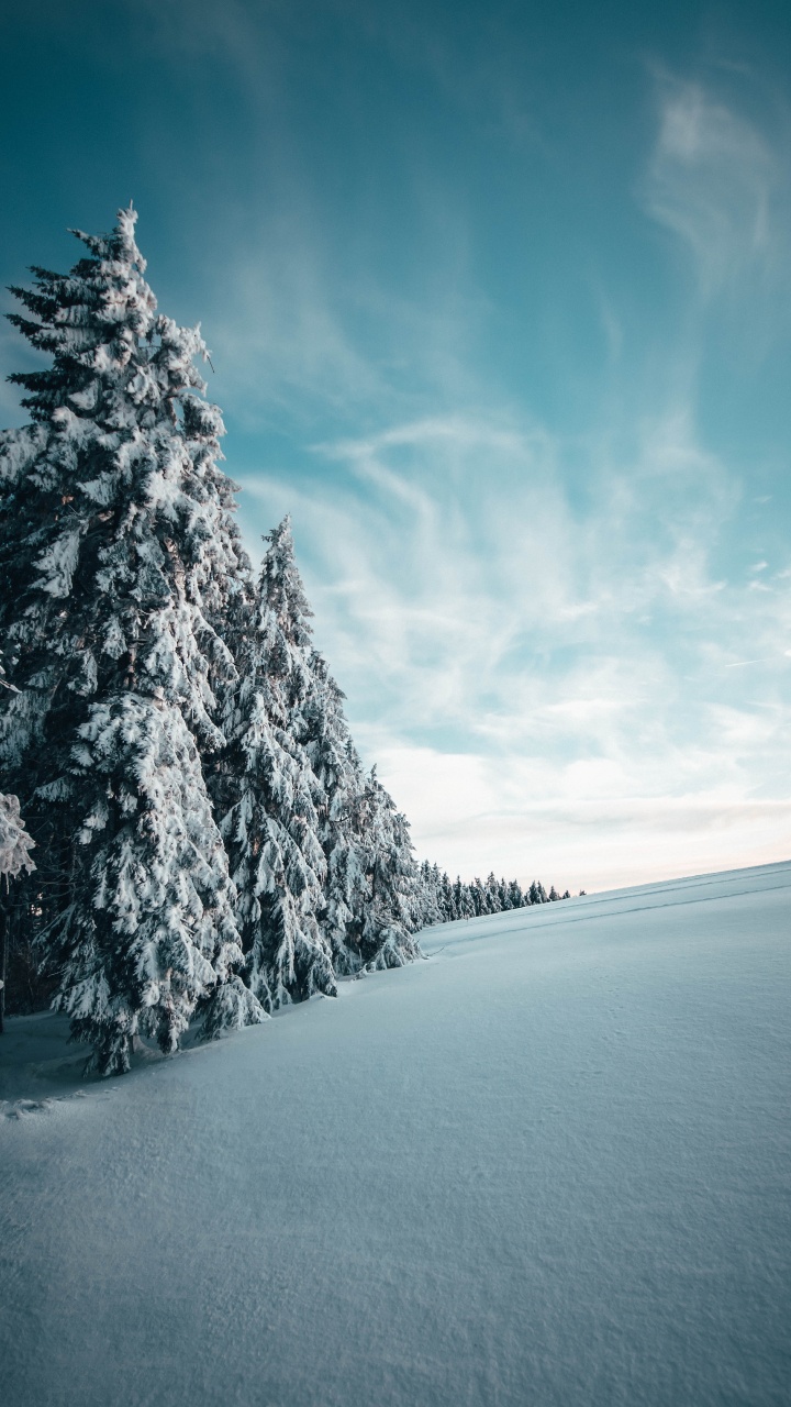 Обои зима, снег, дерево, природный ландшафт, синий в разрешении 720x1280