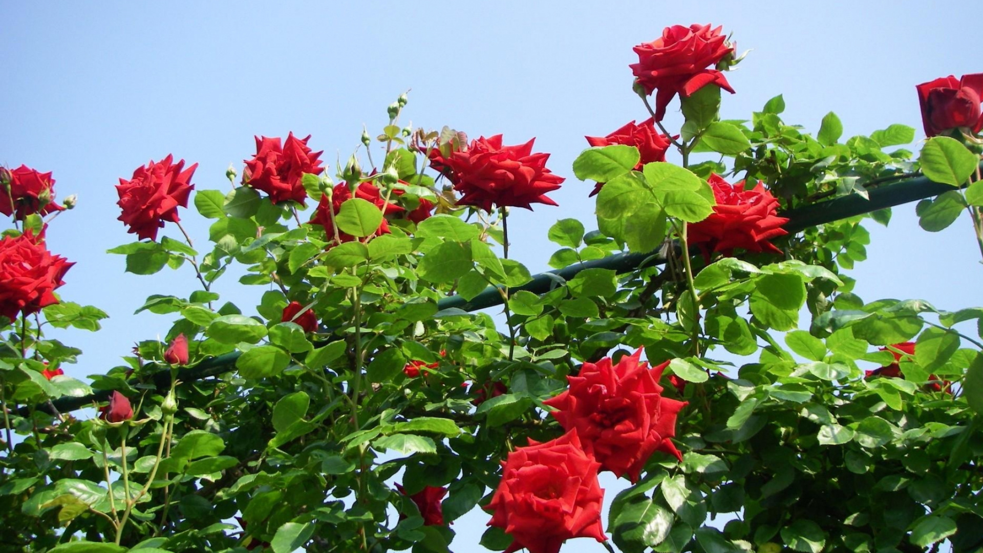 Обои цветковое растение, растение, сад роз, флорибунда, семья Роуз в разрешении 1920x1080