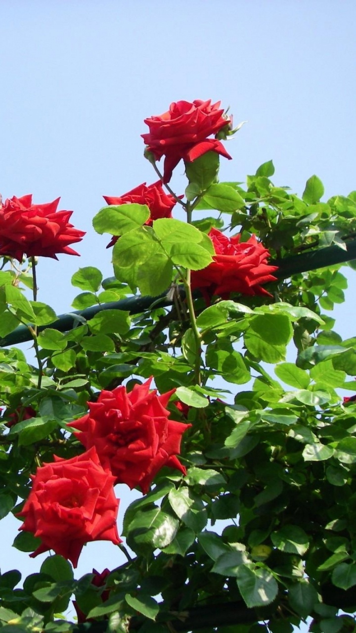 Обои цветковое растение, растение, сад роз, флорибунда, семья Роуз в разрешении 720x1280