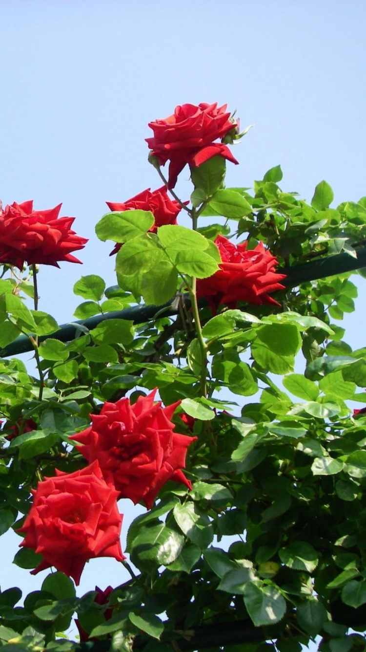 Обои цветковое растение, растение, сад роз, флорибунда, семья Роуз в разрешении 750x1334