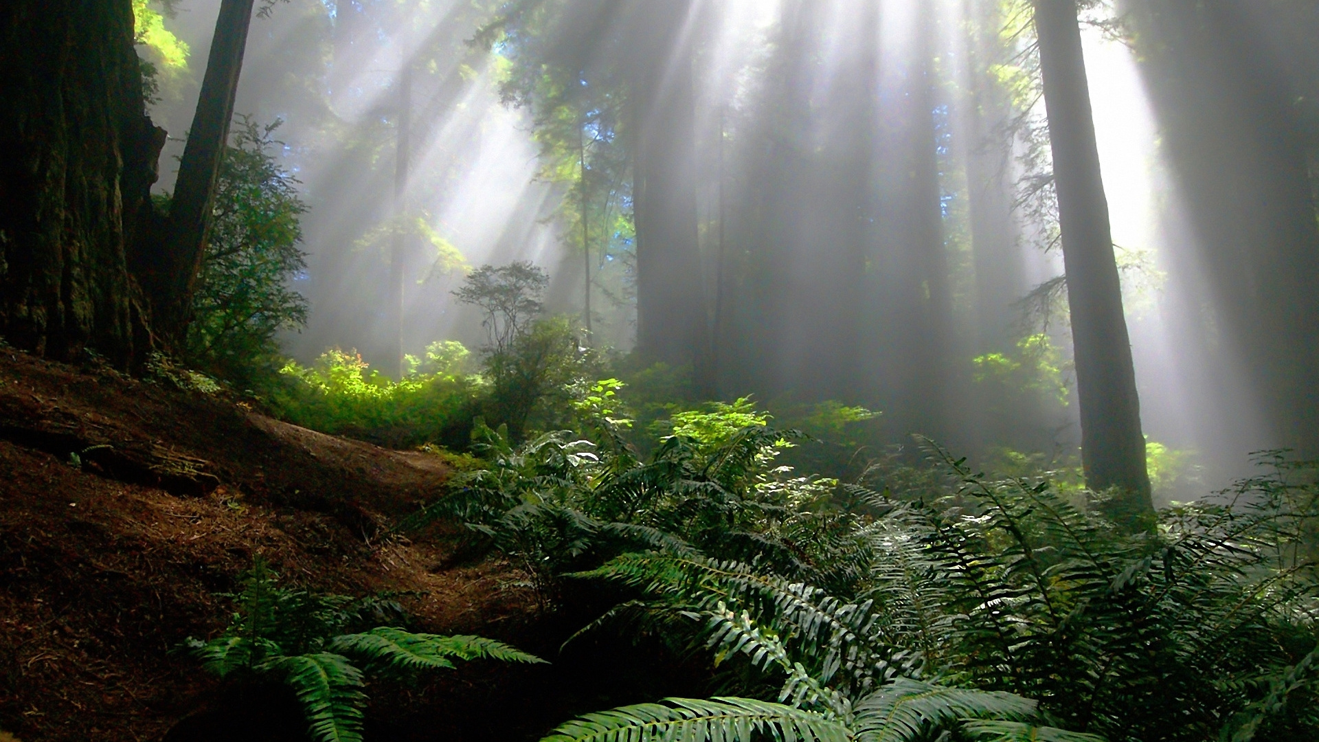Обои лес, растительность, природа, джунгли, солнечный свет в разрешении 1920x1080