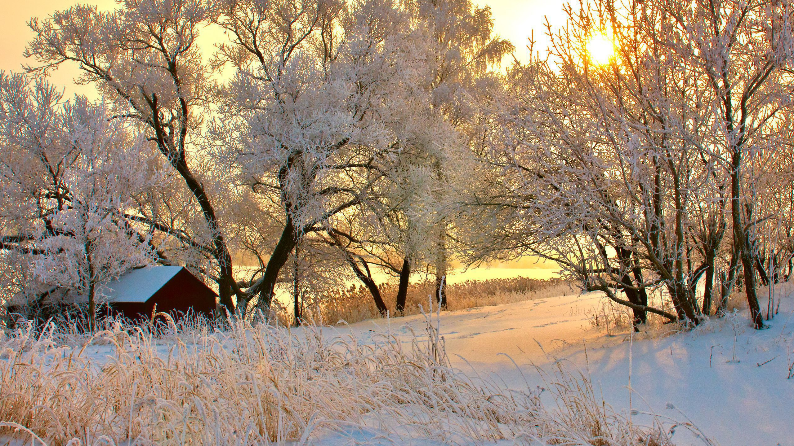 Обои снег, зима, дерево, замораживание, мороз в разрешении 2560x1440