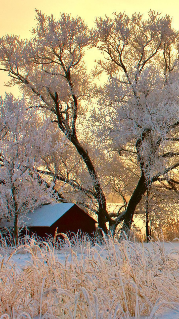 Обои снег, зима, дерево, замораживание, мороз в разрешении 720x1280