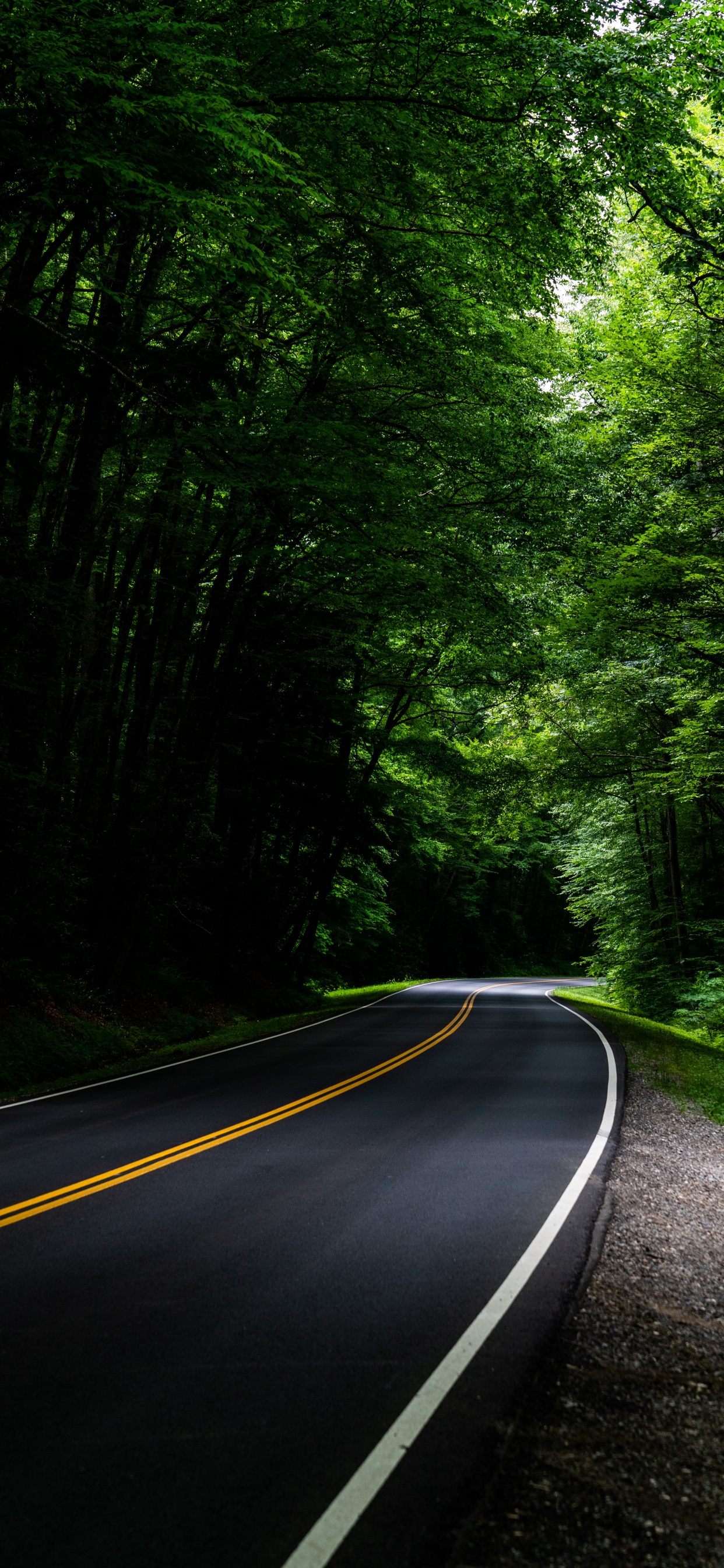 Обои дорога, зеленый, природа, природный ландшафт, дерево в разрешении 1242x2688