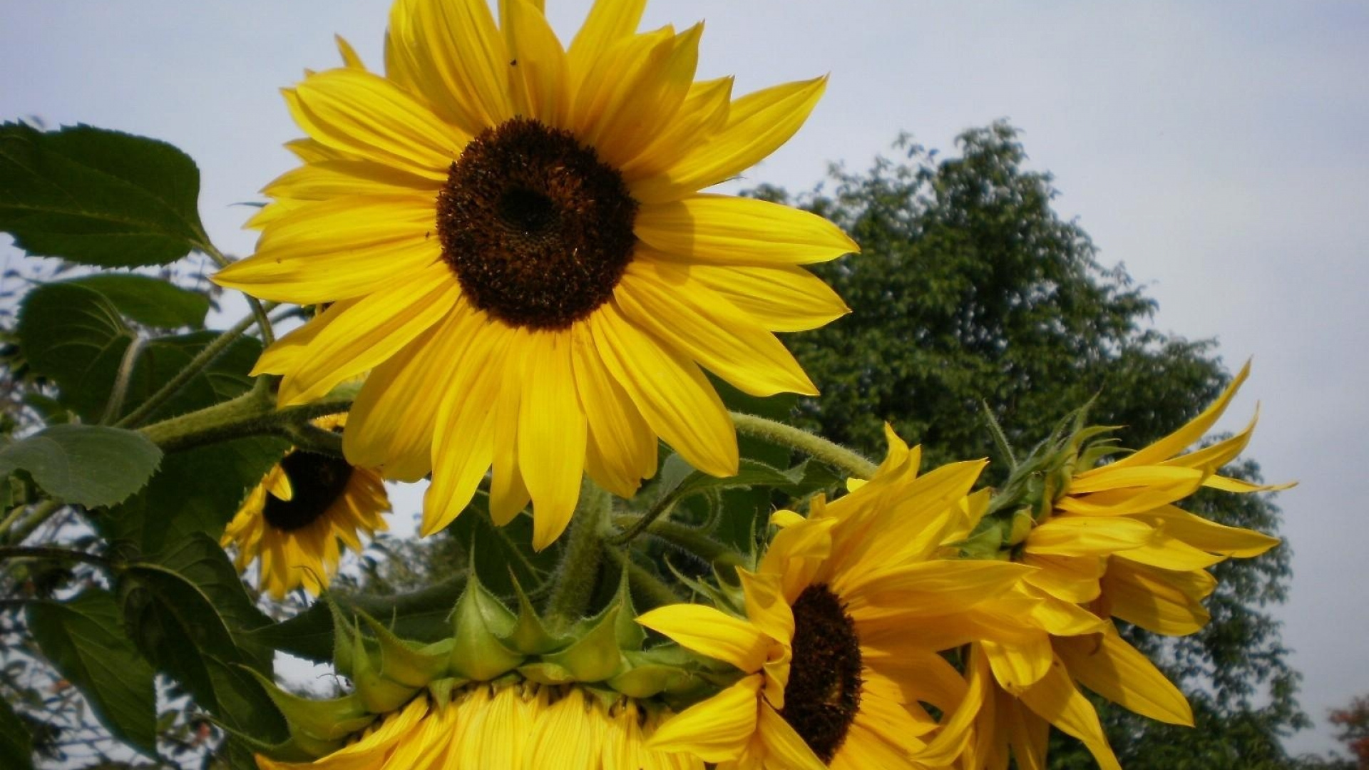 Обои цветковое растение, желтый, семя подсолнечника, семья ромашек, однолетнее растение в разрешении 1920x1080