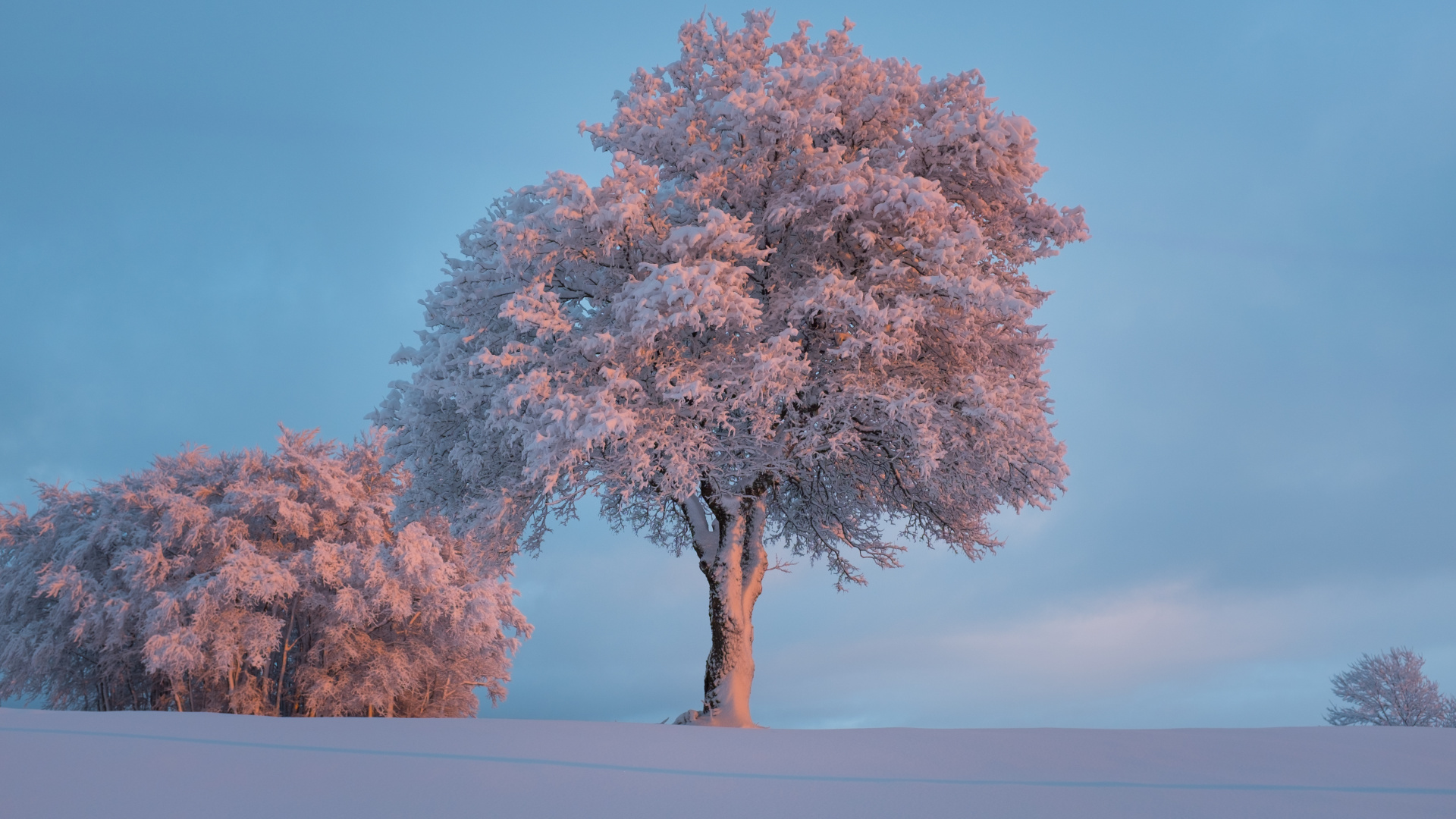 Обои расцвет, дерево, зима, снег, древесные растения в разрешении 1920x1080