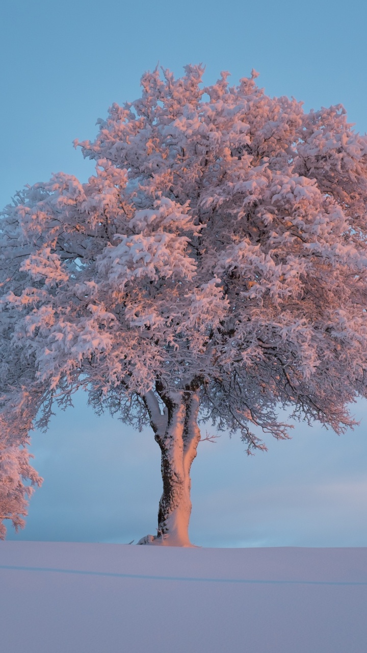 Обои расцвет, дерево, зима, снег, древесные растения в разрешении 720x1280