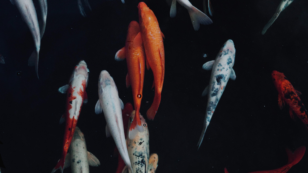 Обои кои, рыба, фидер рыб, морская биология, рыбный пруд в разрешении 1280x720