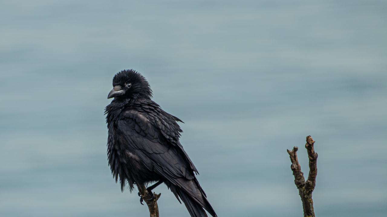 Обои птица, живая природа, ветвь, ворон, ворона в разрешении 1280x720