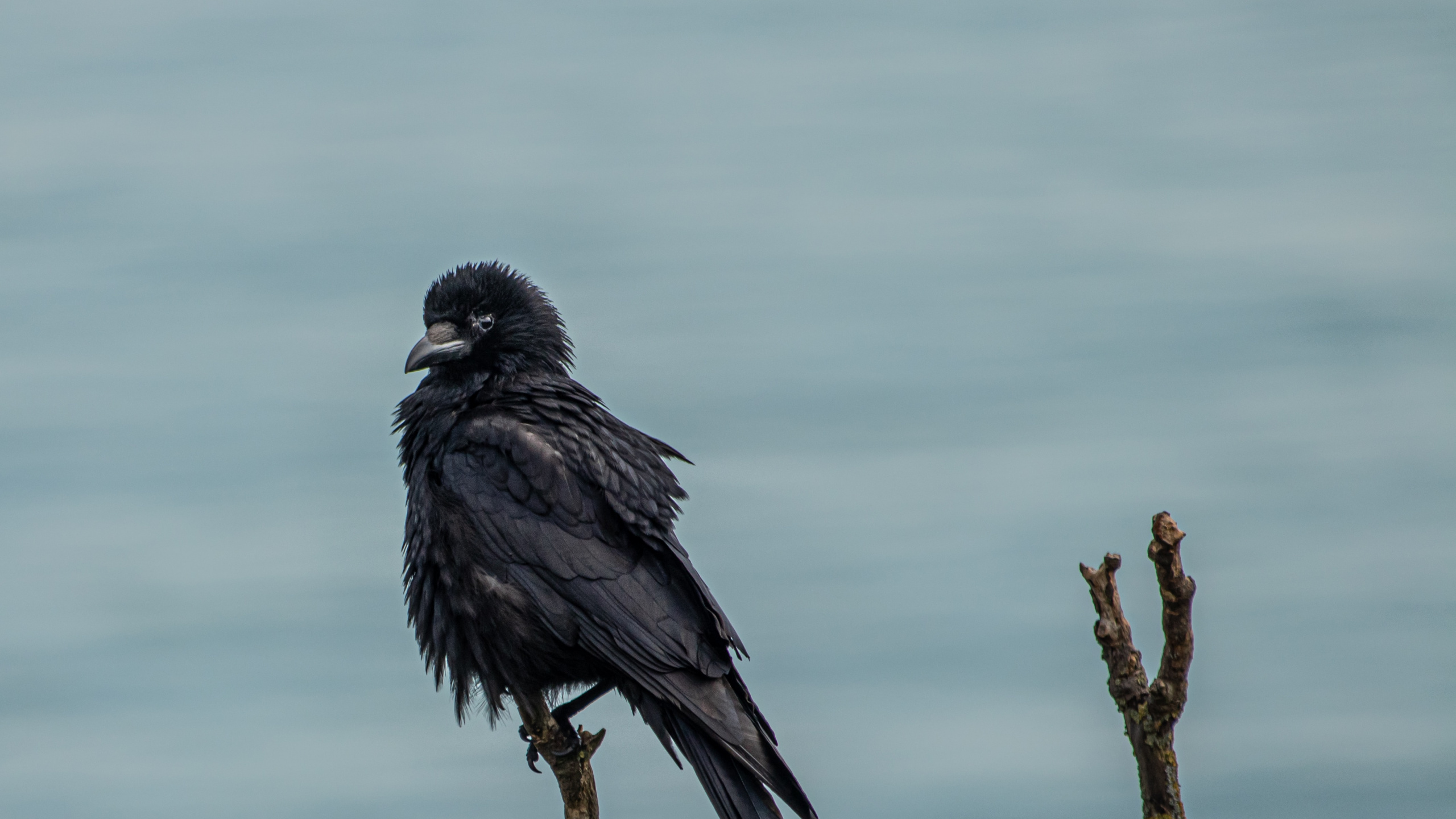 Обои птица, живая природа, ветвь, ворон, ворона в разрешении 2560x1440