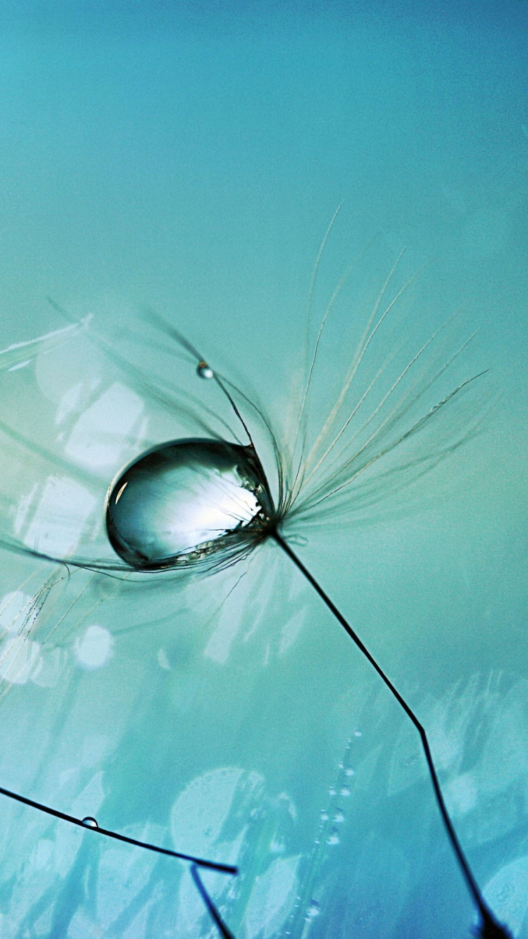 Обои синий, вода, влага, капли, макросъемка в разрешении 750x1334