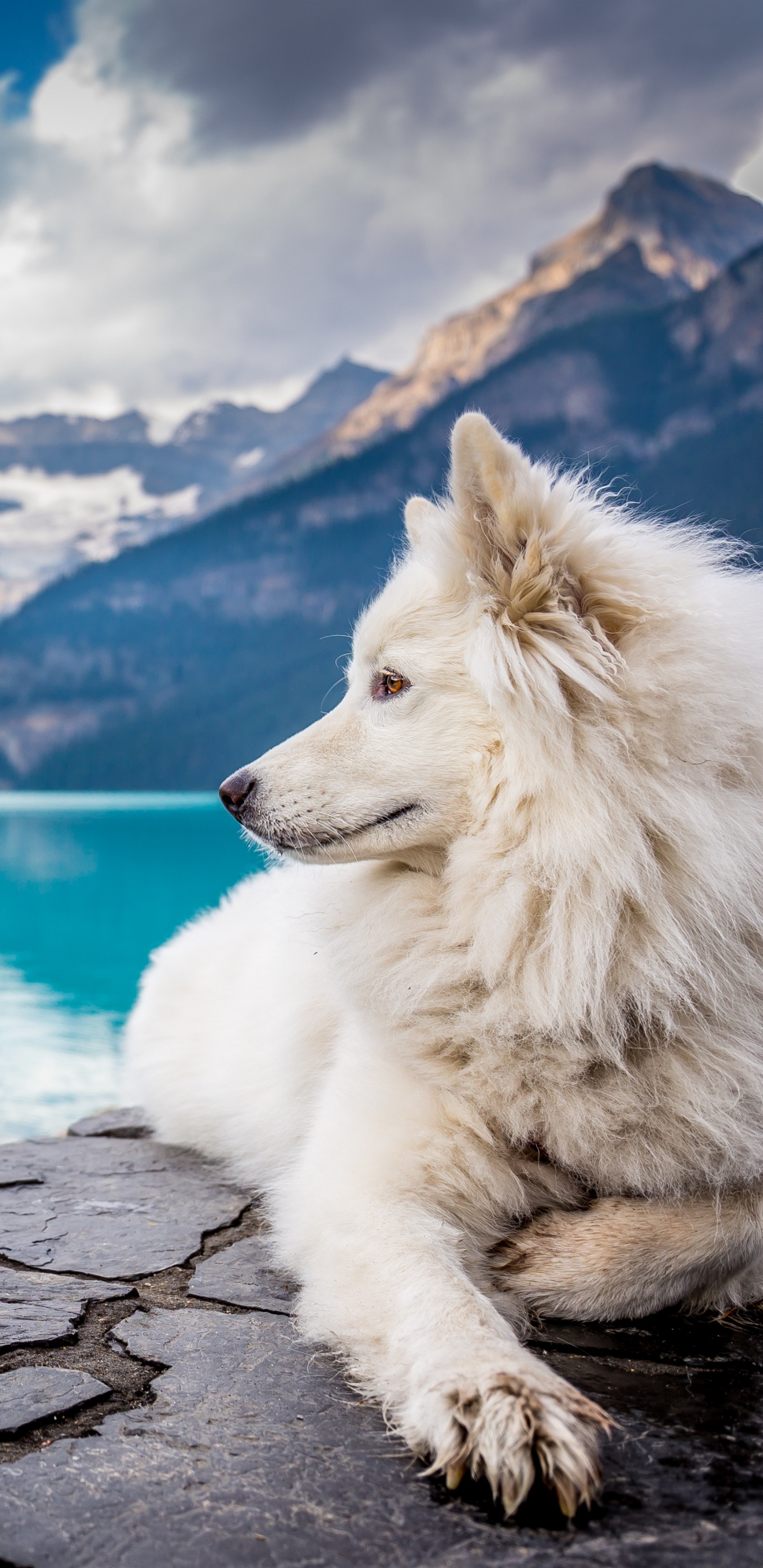 Обои природа, Псовые, пес, ледниковое озеро, озеро в разрешении 1440x2960