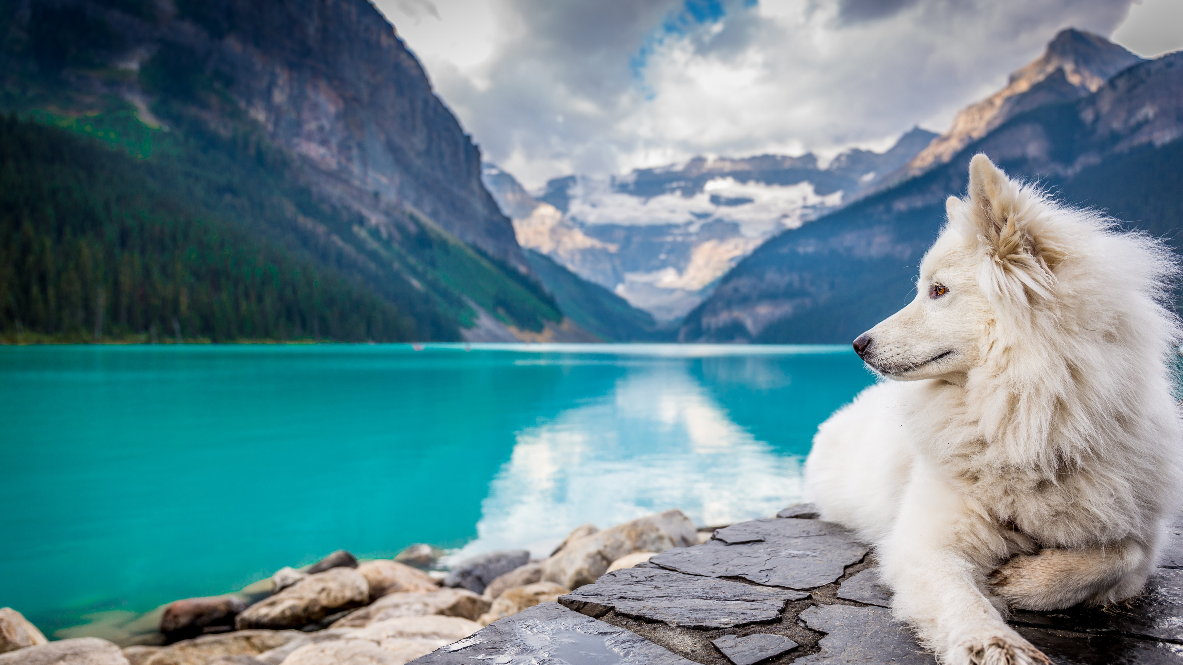 Обои природа, Псовые, пес, ледниковое озеро, озеро в разрешении 3840x2160