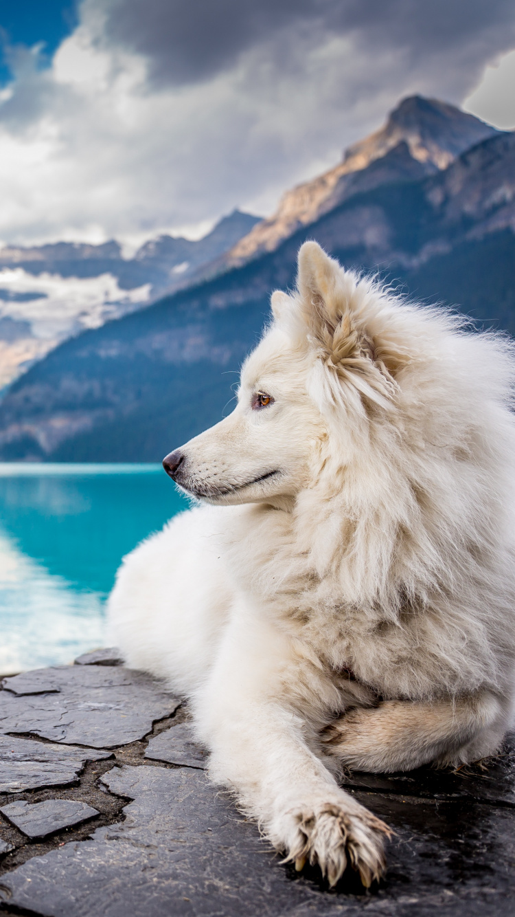 Обои природа, Псовые, пес, ледниковое озеро, озеро в разрешении 750x1334