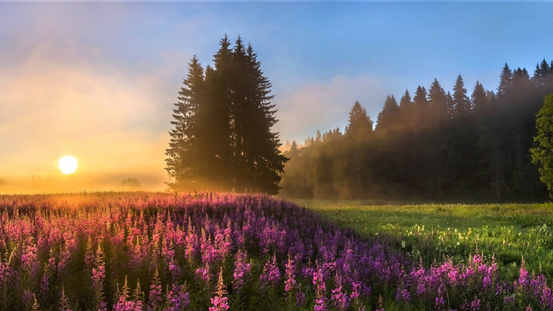 Обои природа, луг, дикая местность, утро, весна в разрешении 1920x1080