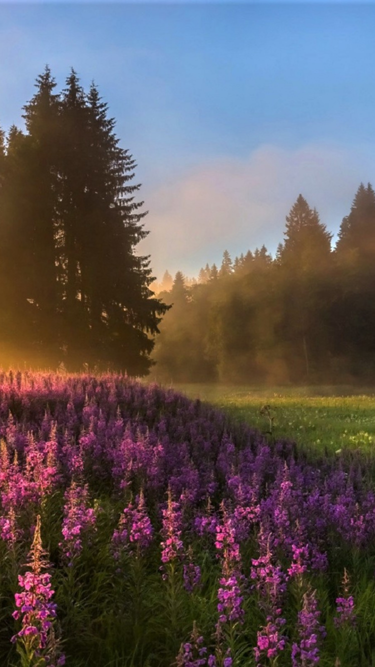 Обои природа, луг, дикая местность, утро, весна в разрешении 750x1334