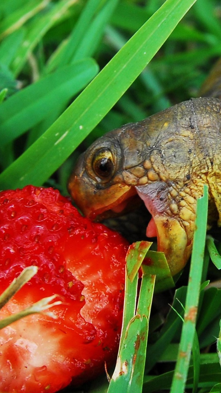 Обои пресмыкающееся, черепаха, наземные животные, травы, наземных животных в разрешении 720x1280