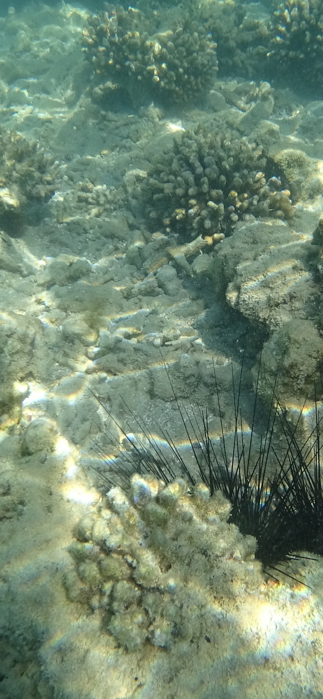 Обои подземные воды, Ежи, морская биология, экосистема, вода в разрешении 1125x2436