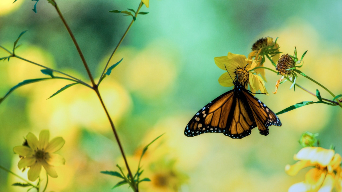 Обои бабочка, мотыльки и бабочки, насекомое, бабочкамонарх, опылитель в разрешении 1366x768
