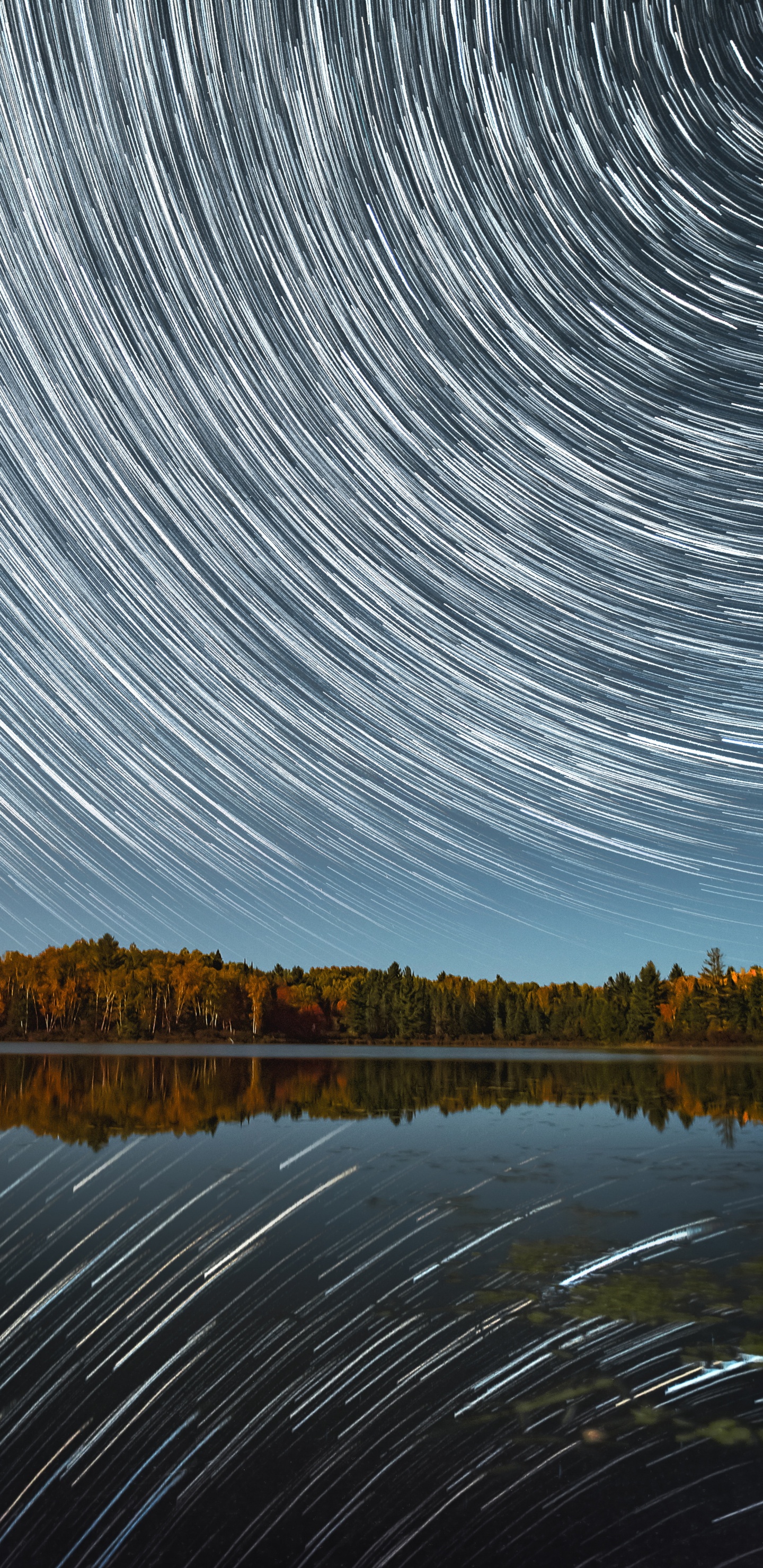 Обои дерево, линия, ночь, облако, природа в разрешении 1440x2960