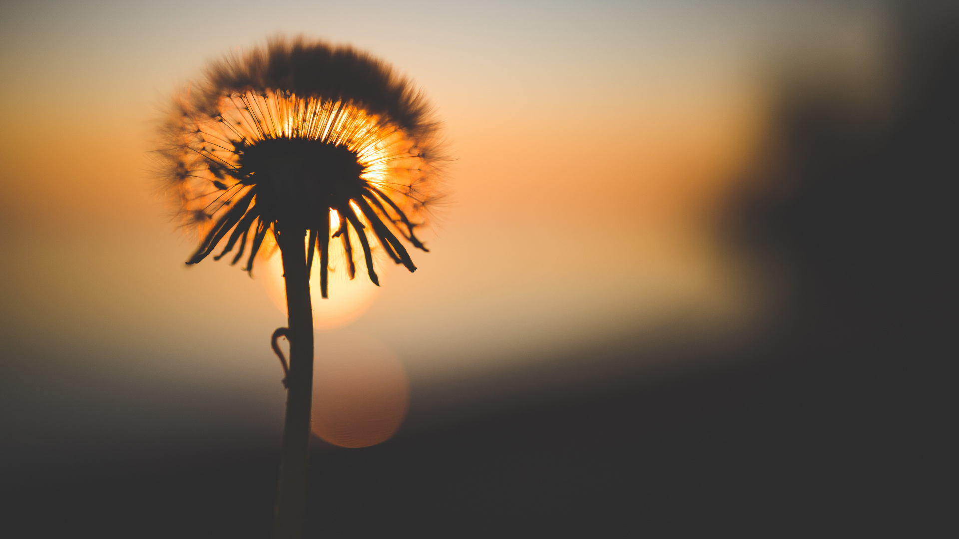 Обои одуванчик, цветок, природа, желтый, Апельсин в разрешении 1920x1080