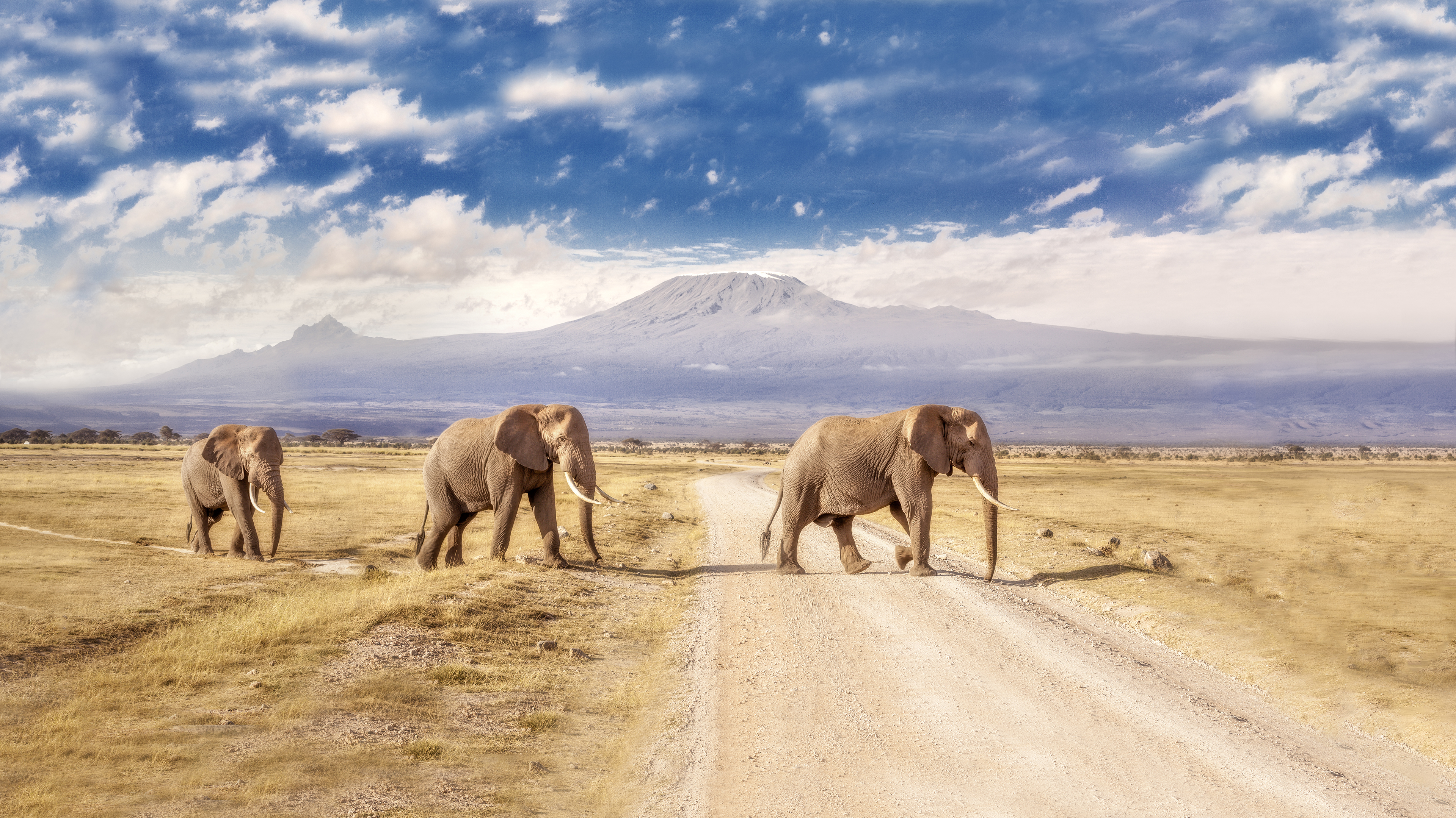 Wildlife s. Парк Амбосели Кения. Нац парк Амбосели. Амбосели Килиманджаро. Слоны Килиманджаро.