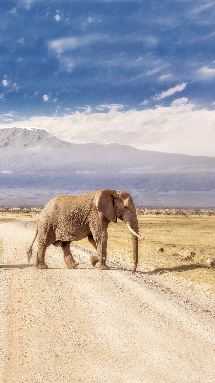 Обои Национальный Парк Амбосели, национальный парк, Слон, живая природа, слоны и мамонты в разрешении 720x1280