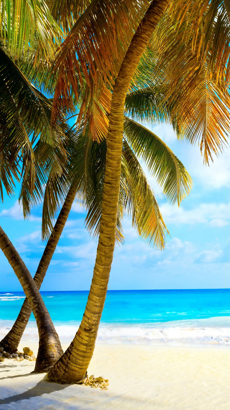 Обои пляж, дерево, тропическая зона, Пальма, Карибский бассейн в разрешении 750x1334