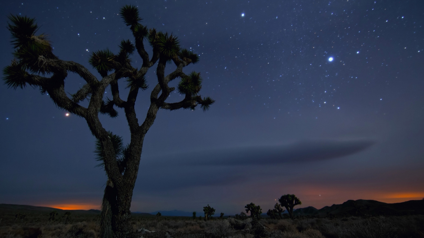 Обои природа, ночь, дерево, звезда, атмосфера в разрешении 1366x768