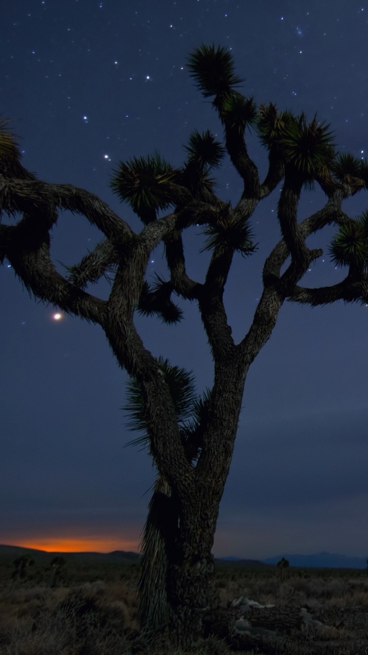 Обои природа, ночь, дерево, звезда, атмосфера в разрешении 720x1280