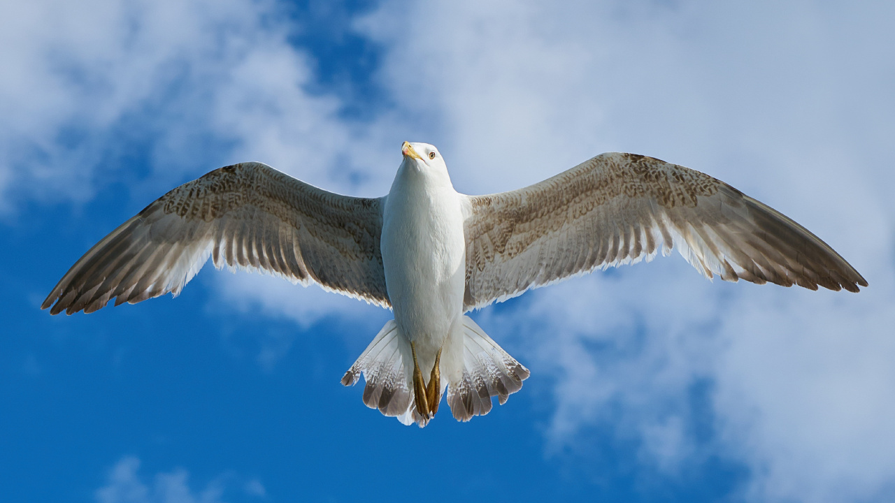 Обои чайки, полет, птица, Чайка, крыло в разрешении 1280x720