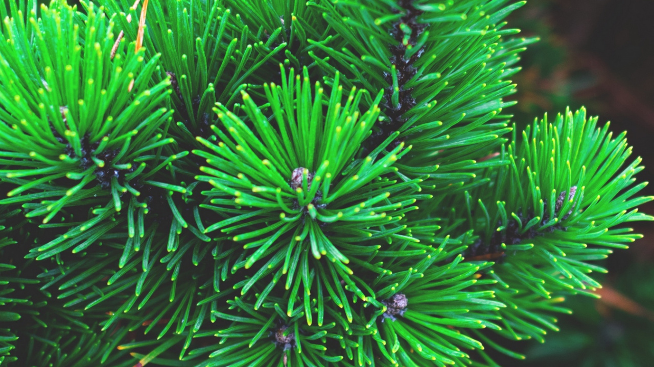 Обои дерево, коралл, ель, хвойное дерево, биом в разрешении 1280x720