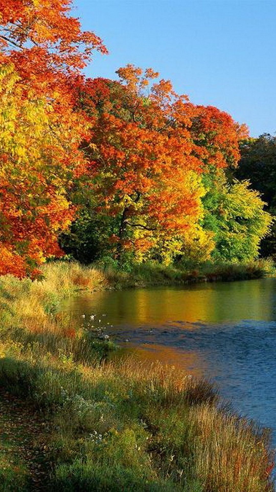 Обои природа, отражение, лист, осень, дикая местность в разрешении 1080x1920