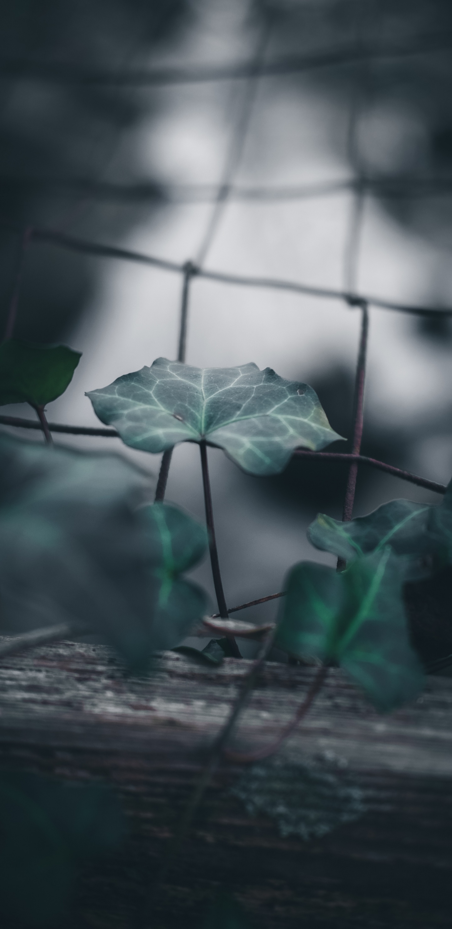 Обои лист, стебель растения, зеленый, растение, цветок в разрешении 1440x2960