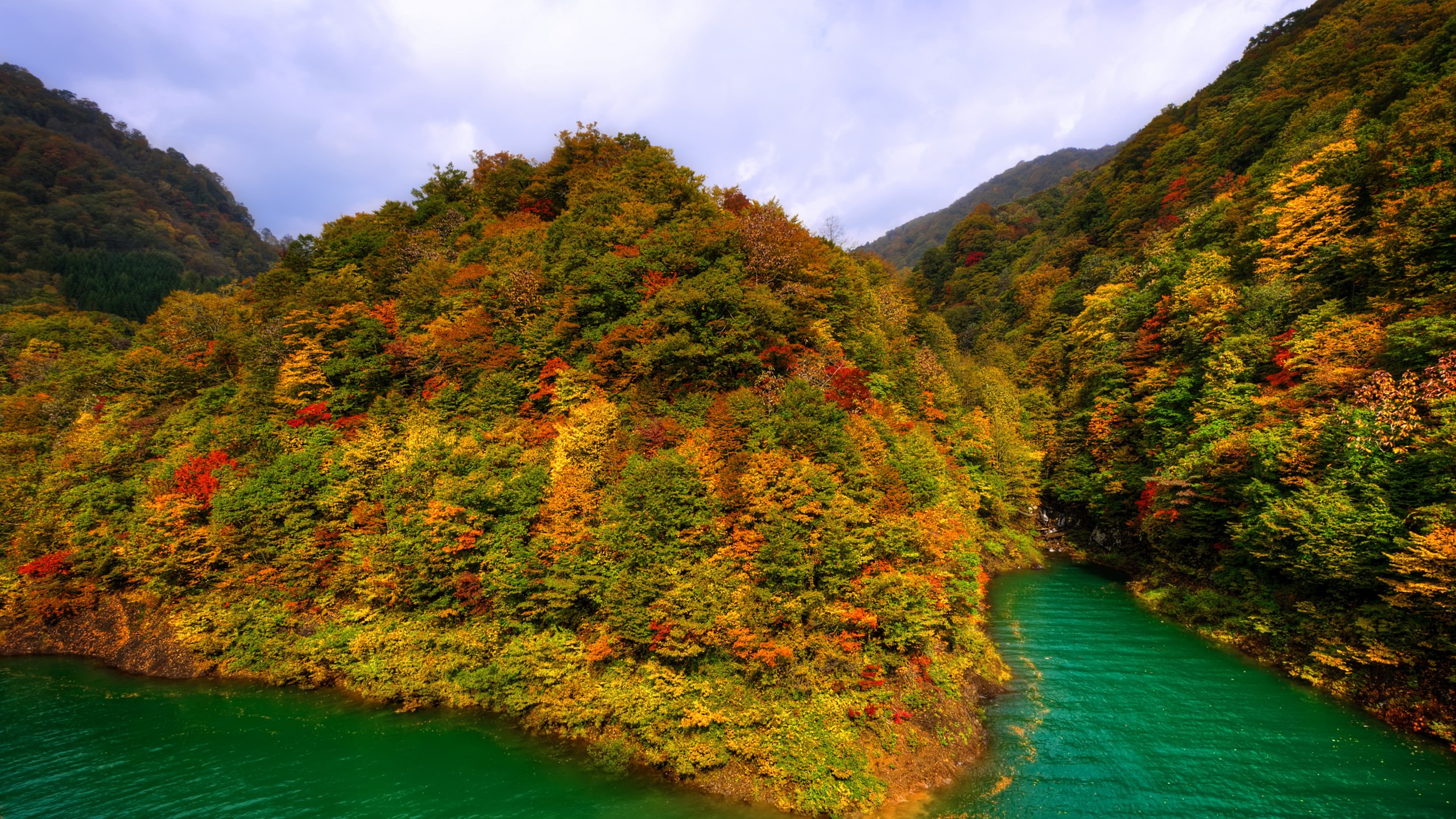 Обои природа, лист, растительность, дерево, осень в разрешении 2560x1440