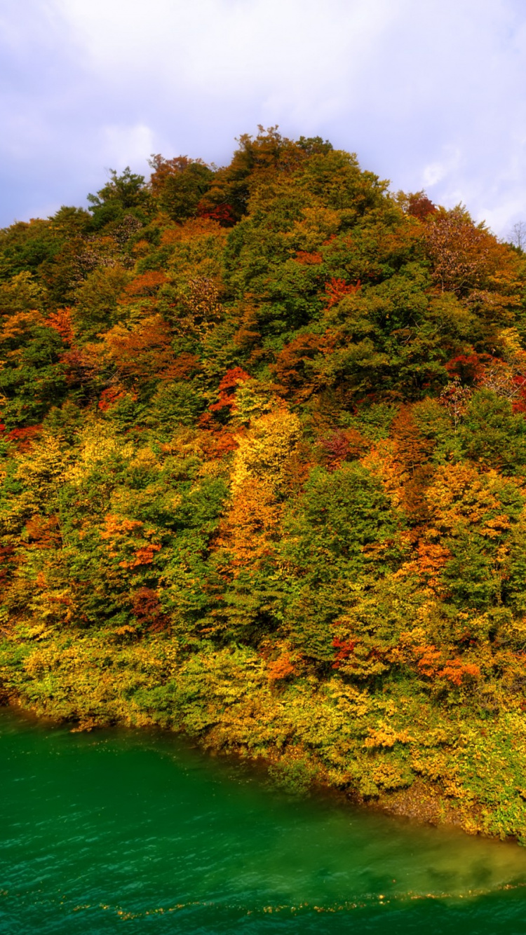 Обои природа, лист, растительность, дерево, осень в разрешении 750x1334