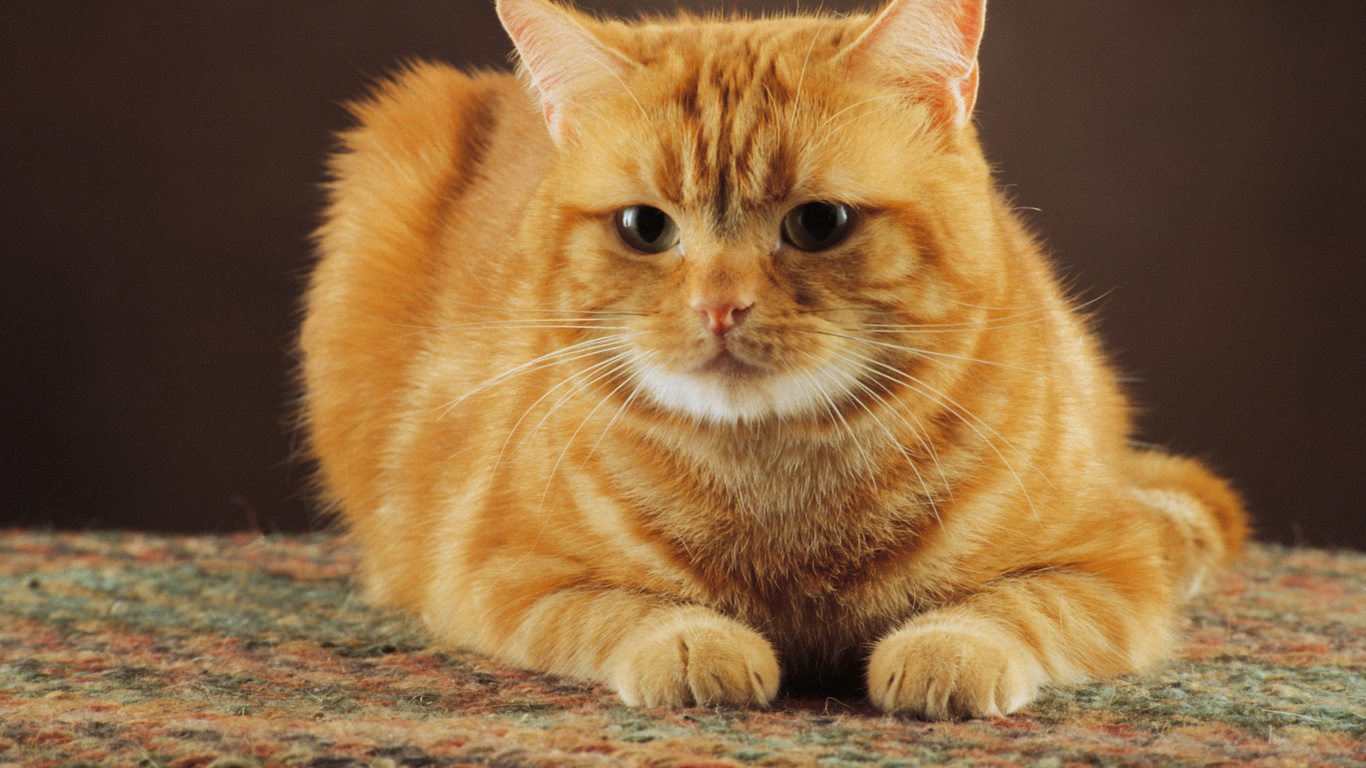 Обои полосатый кот, кот, котенок, популярные имена котов, бакенбарды в разрешении 1366x768