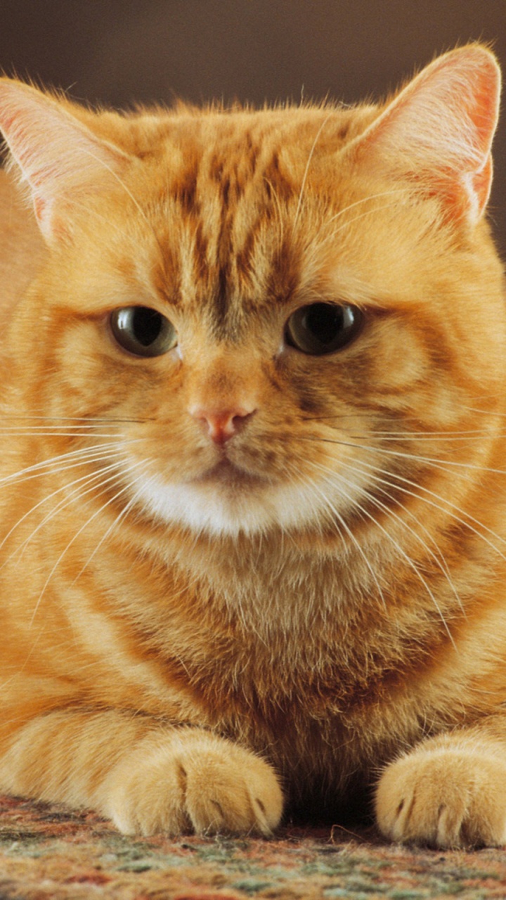 Обои полосатый кот, кот, котенок, популярные имена котов, бакенбарды в разрешении 720x1280