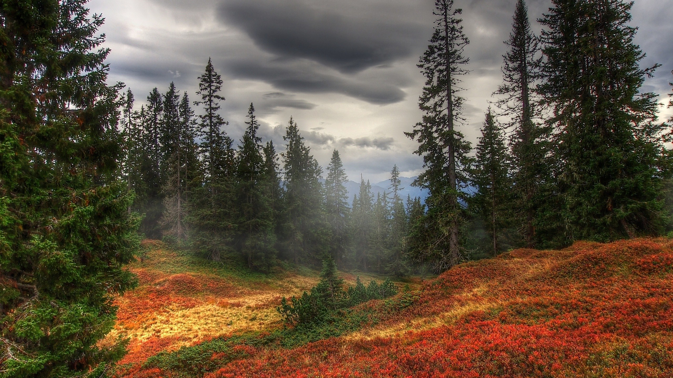 Обои лес, природа, дикая местность, дымка, растительность в разрешении 2560x1440