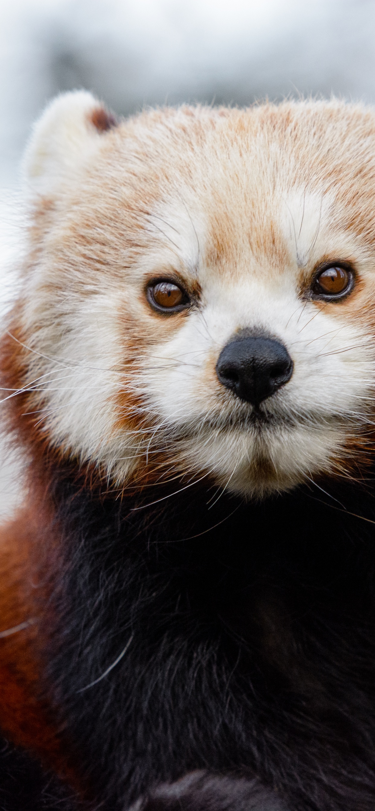 Обои медведь, Красная панда, ноготь большого пальца, гигантская панда, бакенбарды в разрешении 1242x2688