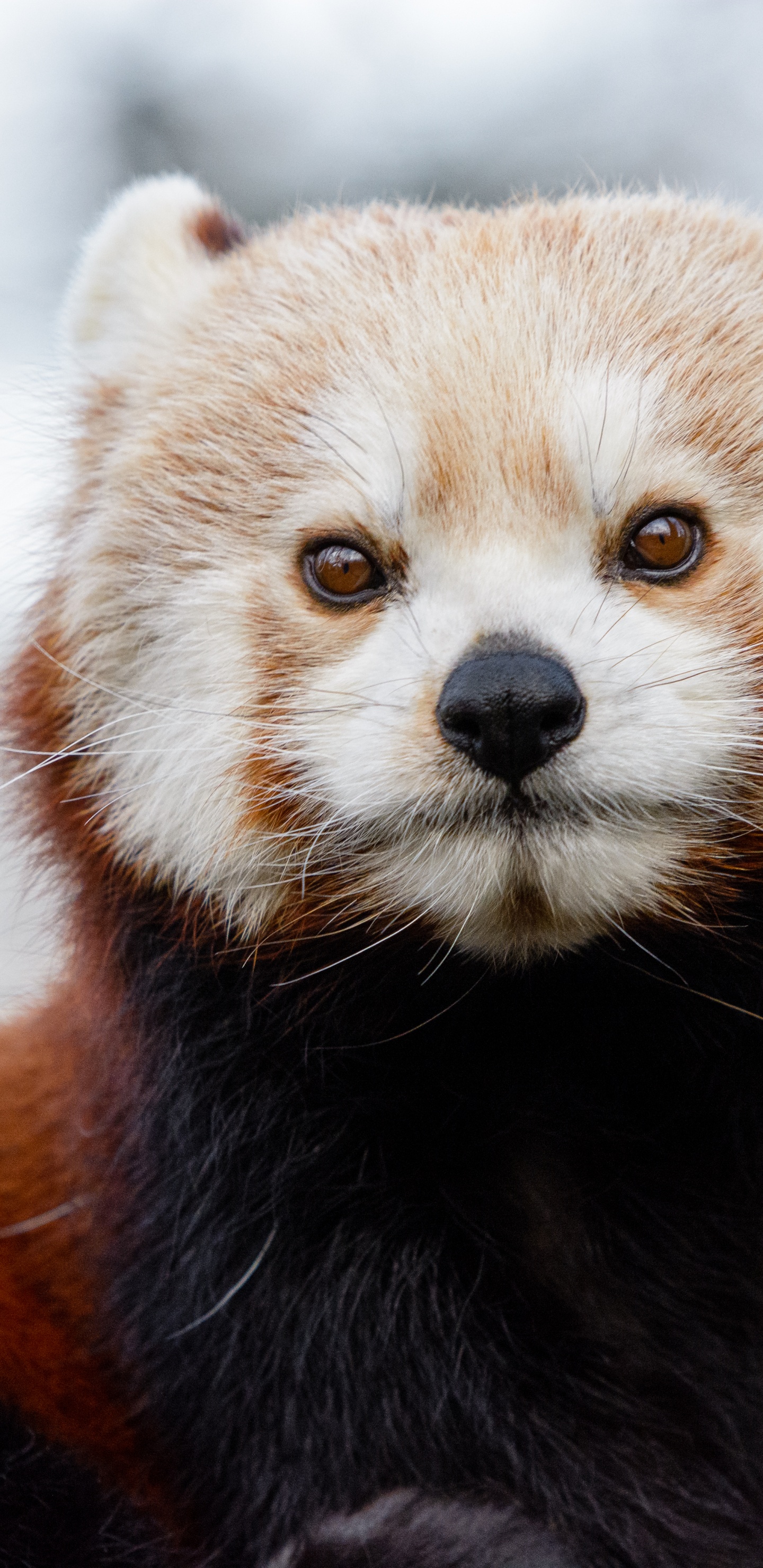 Обои медведь, Красная панда, ноготь большого пальца, гигантская панда, бакенбарды в разрешении 1440x2960