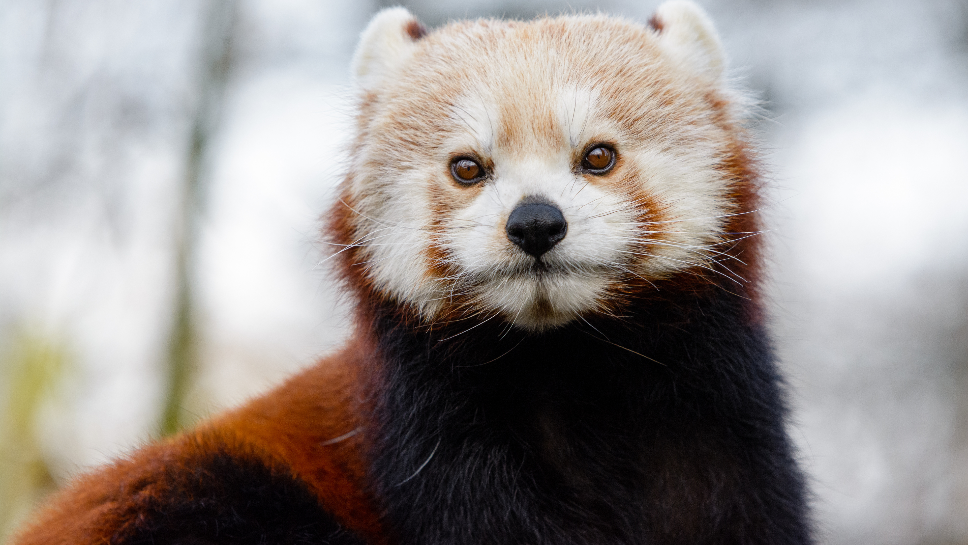 Обои медведь, Красная панда, ноготь большого пальца, гигантская панда, бакенбарды в разрешении 3840x2160